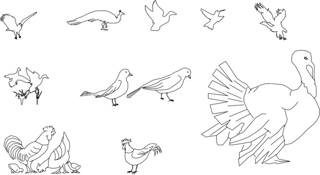 sketch vector illustration of winged fowl display on white background