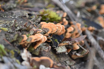 European Nature