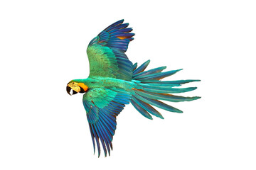 Colorful Macaw parrot flying isolated on transparent background png file