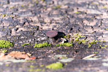 Lichens and moss on old plank