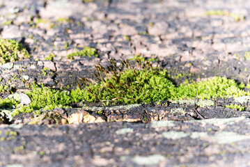 Lichens and moss on old plank