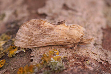Closeup on the pale prominent moth, Pterostoma palpina sitting on wood