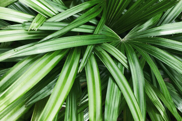 Palm leaves texture background, dark green tropical leaf pattern wallpaper, abstract foliage design, natural decorative ornament, jungle backdrop, palm tree branch, rhapis excelsa, bamboo or lady palm