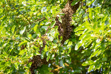 Big swarm of bees on a tree branch. Bees leaving hive and apiary