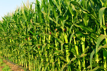 Organic green corn farm in india, corn field, corn farm