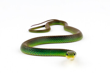 Raue Grasnatter // Rough Greensnake  (Opheodrys aestivus)