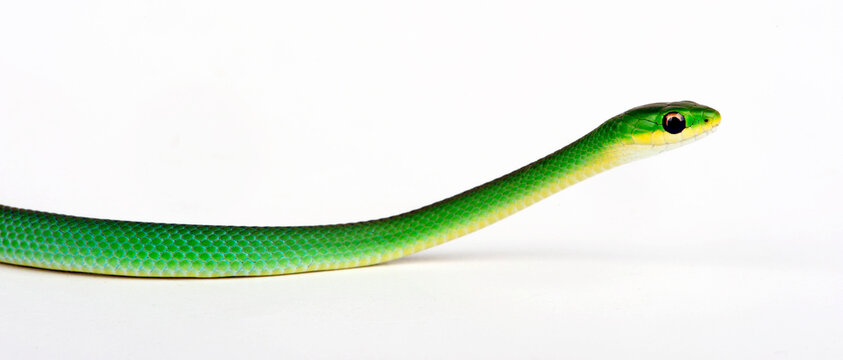 Raue Grasnatter // Rough Greensnake  (Opheodrys aestivus)