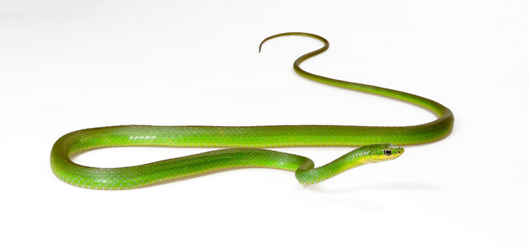 Rough Greensnake // Raue Grasnatter (Opheodrys aestivus)