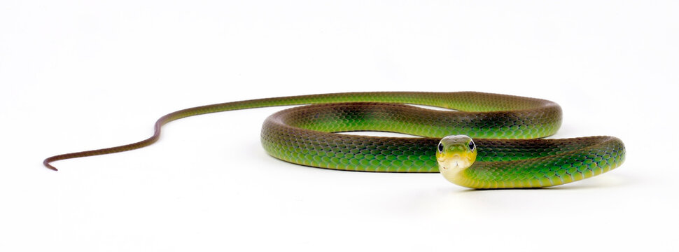 Rough Greensnake // Raue Grasnatter (Opheodrys aestivus)