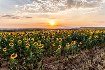 girasoles al atardecer