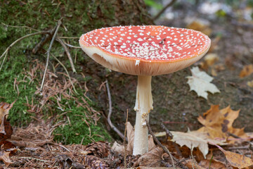 Fliegenpilz-Amanita muscaria