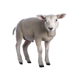 Cute little Texel lamb, standing side ways. Looking curious towards camera. Isolated cutout on transparent background.