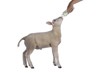 Cute little Texel lamb, standing side ways drinking milk from bottle. Isolated cutout on transparent background.