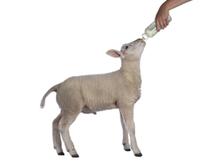 Cute little Texel lamb, standing side ways drinking milk from bottle. Isolated cutout on transparent background.