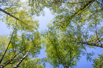 A beautiful sunny day in the forest