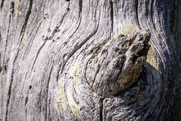 A Deadwood