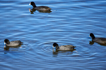 Eurasian coot (Fulica Atra) on water, swimming
