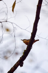European nuthatch (Sitta europaea) perched on a tree