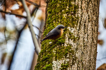 European nuthatch (Sitta europaea) perched on a tree