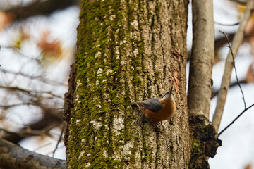 European nuthatch (Sitta europaea) perched on a tree