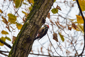 Middle spotted woodpecker pecking on a tree for insects