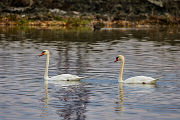 Swans swimming on a river in a clear day