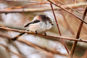 Long tail tit perched on a branch outdoor