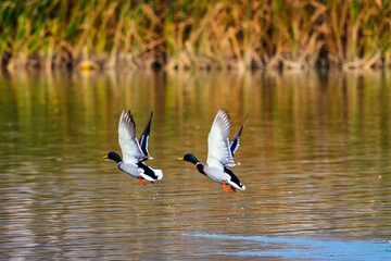 Adult male mallards on a frozen river in wintertime