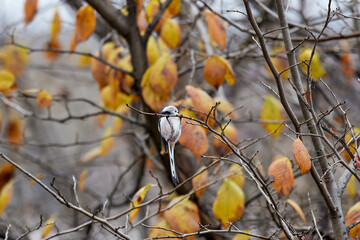 Long tail tit perched on a branch outdoor