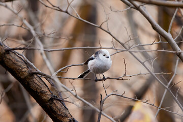 Long tail tit perched on a branch outdoor