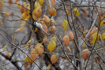 Long tail tit perched on a branch outdoor