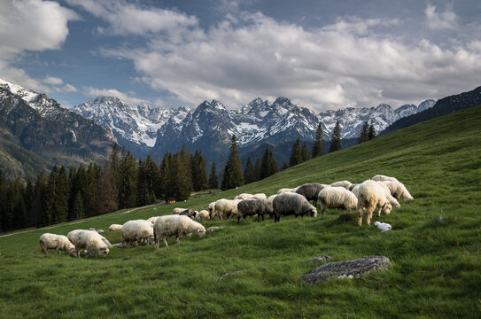 Fototapeta widok na Tatry Wysokie z Rusinowej Polany w Tatrach
