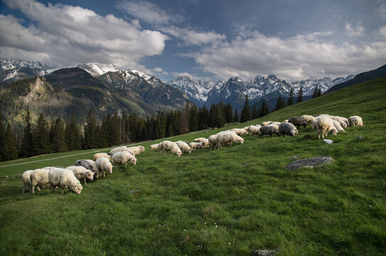 Fototapeta widok na Tatry Wysokie z Rusinowej Polany w Tatrach