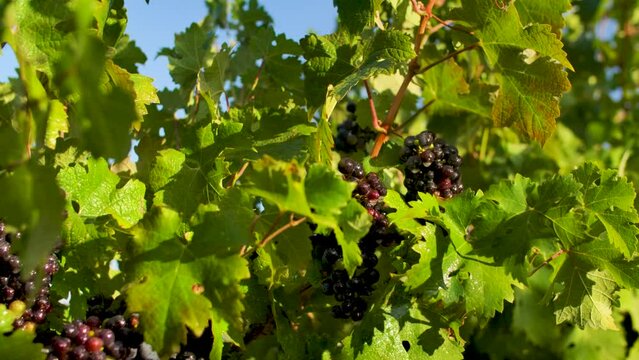 Many beautiful clusters of dark grapes growing under the sun in a countryside vineyard. Handheld closeup shot, slow movement to the right.
