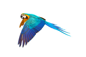 Colorful Macaw parrot flying isolated on transparent background png file