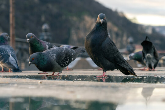 Pigeons In The City