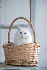 Fototapeta na wymiar White cat sitting in a basket