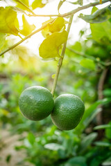 Green lemon on the tree blurred green background, an excellent source of vitamin C. blurred green lime on the tree.