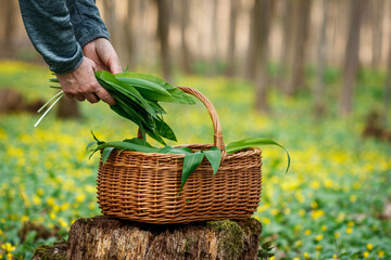 Herbal harvest. Woman picking wild garlic leaves into basket in forest