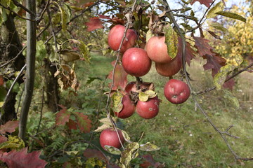 sad, jabłoń, drzewa owocowe, owoc, jedzenie, czerwień, dojrzałe, rolnictwo