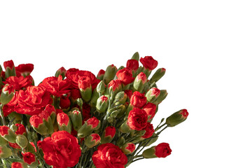 red carnations on a white background. Bouquet of red flowers. Classic bouquet. A gift for Valentine's Day. Declaration of Love