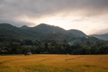 Yellow rice fields with green mountains in the background,  early morning landscape from Pai, Northern Thailand