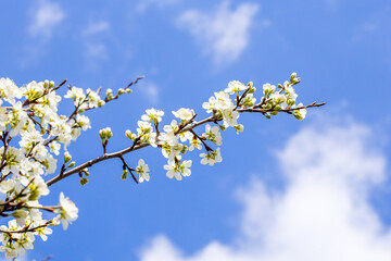 A cherry blossom branch on a sunny spring day against a blue sky