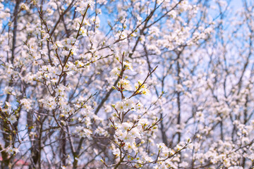 Flowering fruit trees in the garden on a spring day, selective focus