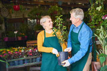 Junge Floristin und älterer Gärtner arbeiten zusammen