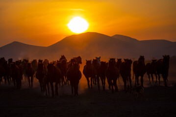 Sun rays leaking from dust of wild horses. Near Hormetci Village, between Cappadocia and Kayseri,...
