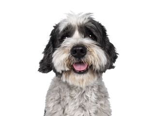 Head shot of cute little mixed breed Boomer dog, sitting up facing front. Looking straight to camera with friendly brown eyes. Isolated cutout on transparent background.. Mouth slightly open, showing 