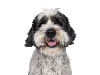 Head shot of cute little mixed breed Boomer dog, sitting up facing front. Looking straight to camera with friendly brown eyes. Isolated cutout on transparent background.. Mouth slightly open, showing 