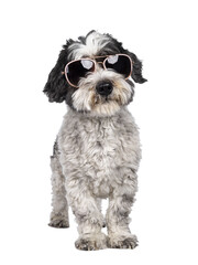 Cute little mixed breed Boomer dog, standing facing front. Looking away from camera wearing sun glasses. Isolated cutout on transparent background. Mouth closed.