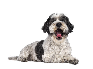 Cute little mixed breed Boomer dog, laying fown side ways. Looking towards camera yawning showing tongue and no eyes. Isolated cutout on transparent background.